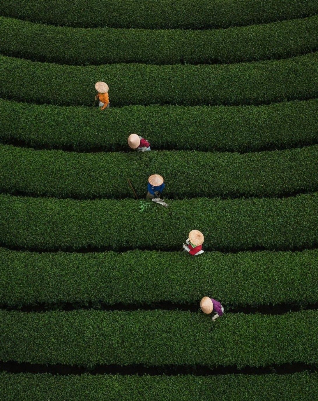 Workers moving through terraced green farmland